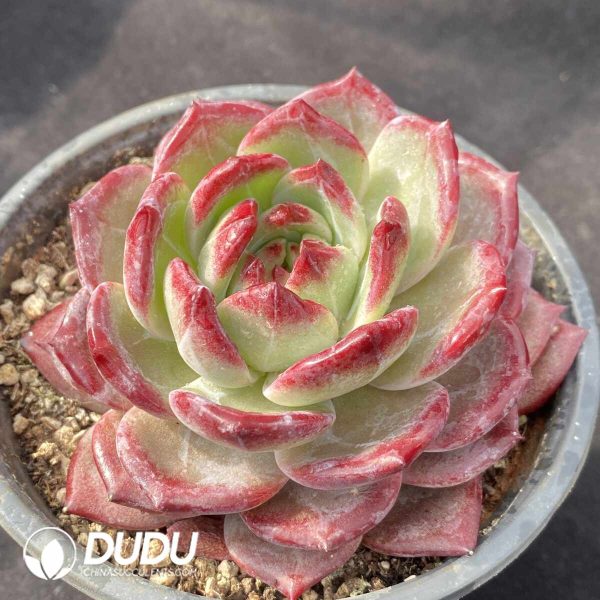 Echeveria Daredevil - Image 2