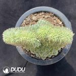 Echeveria Hani dwarf trunk - Image 2