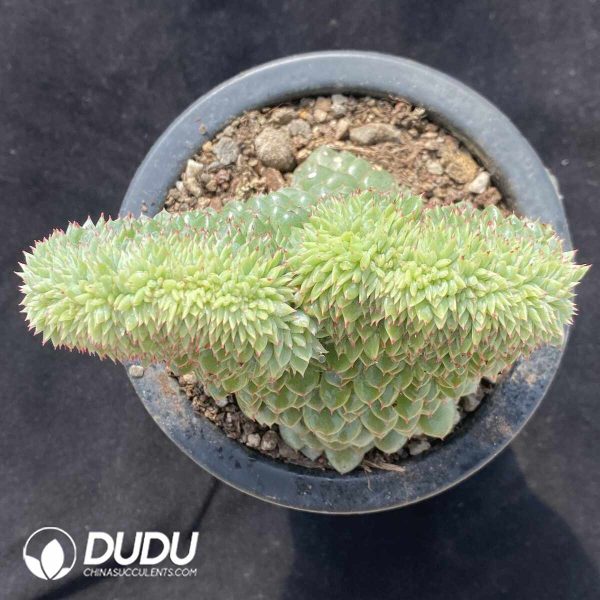 Echeveria Hani dwarf trunk - Image 2