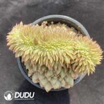 Echeveria Monroe Cristata Small Tree - Image 2