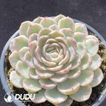 Echeveria Snowball Variegated - Image 2