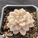 Graptopetalum Ellen Variegated - Image 2