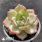 Echeveria Daredevil - Image 2