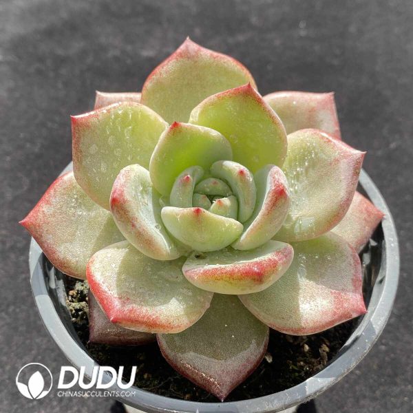 Echeveria Daredevil - Image 2