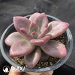 Echeveria Hephaestus - Image 2