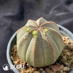 (Seed Grown)Euphorbia Bbesa - Image 2