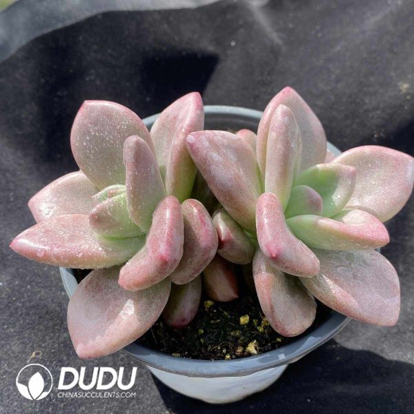Echeveria Hao Fei Double Heads - Image 2