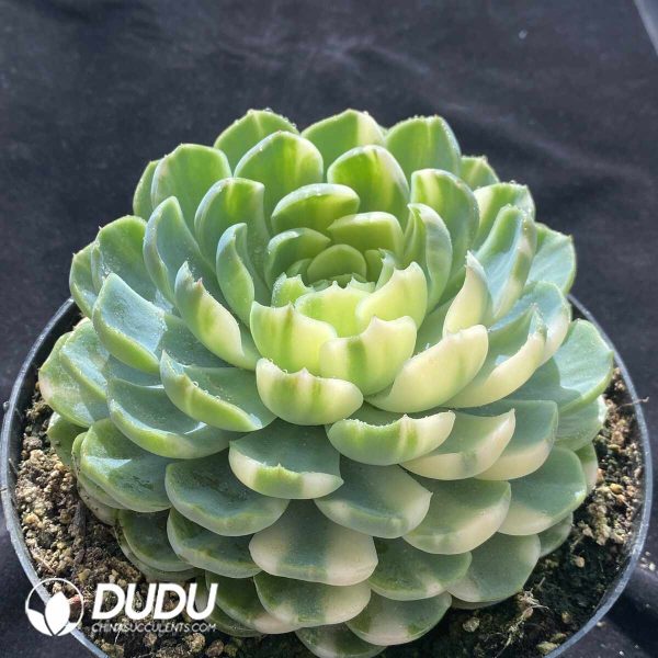 Echeveria Berry Colorful Variegated - Image 2