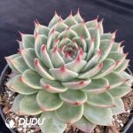 Echeveria Toscanelli - Image 2