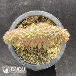 Echeveria Monroe Cristata - Image 2