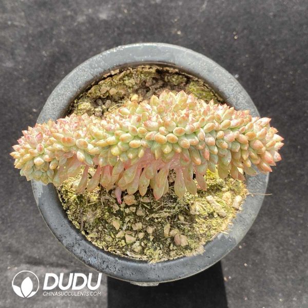 Echeveria Monroe Cristata - Image 2