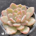 Echeveria Monroe Variegated - Image 2