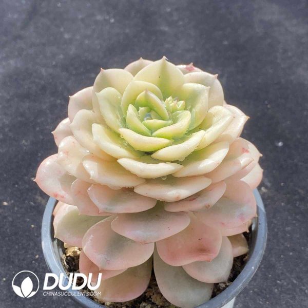 Echeveria Nicksana Variegated - Image 2