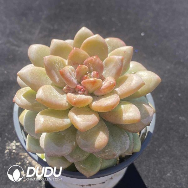 Echeveria Sun Grape - Image 2