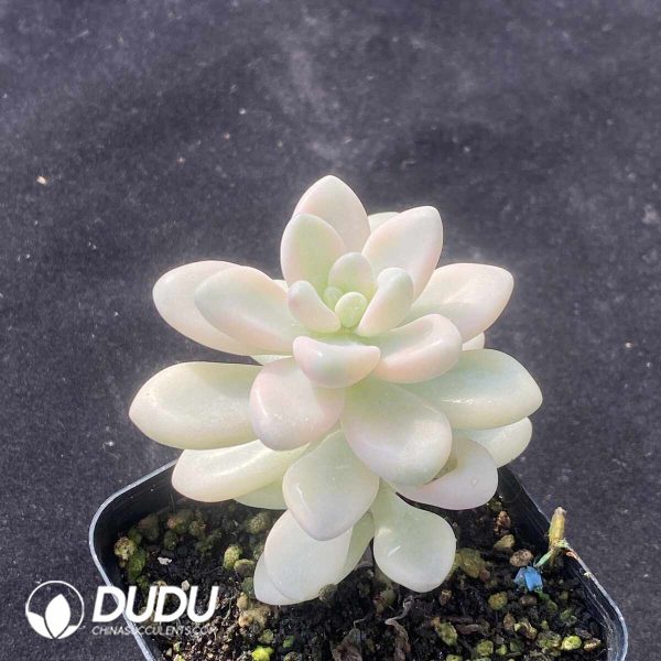 Graptopetalum Allen Variegated - Image 2