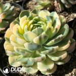 Echeveria Berry Colorful Variegated - Image 2