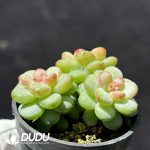 Echeveria Sun Grape Clustering - Image 2
