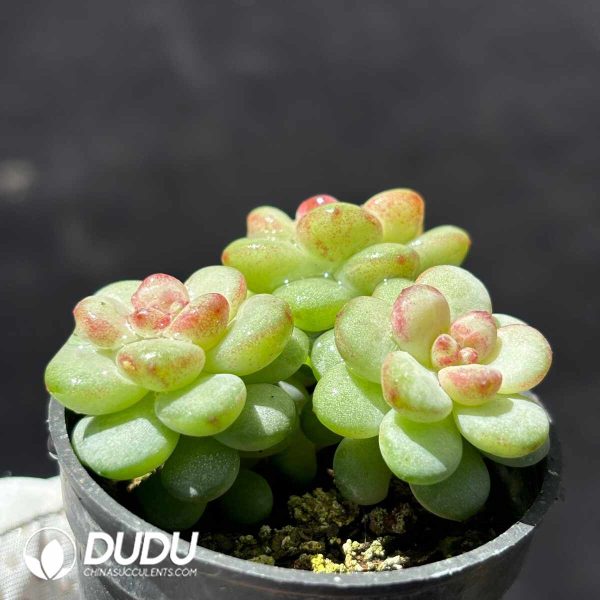Echeveria Sun Grape Clustering - Image 2