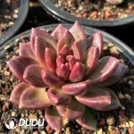 Echeveria Mist Bubble - Image 2