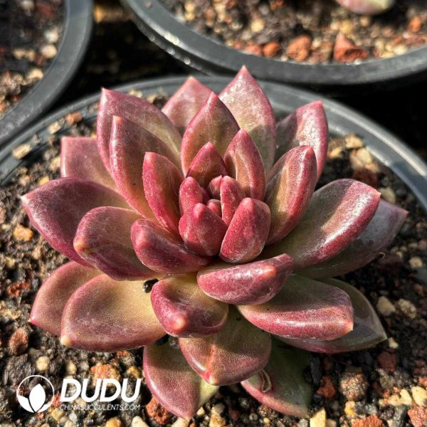 Echeveria Mist Bubble - Image 2