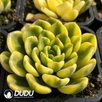 Echeveria Fanta Variegated (Marginal Variegation) - Image 2