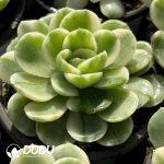Echeveria Love Letter Variegated - Image 2
