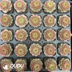 Echeveria Elsa Rose - Image 2