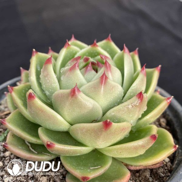 Echeveria Blue Dragon - Image 2