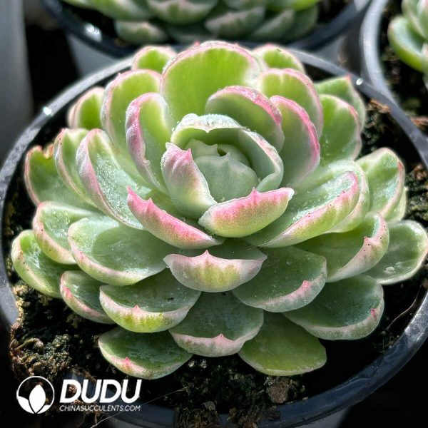 Echeveria Variation Variegated - Image 2