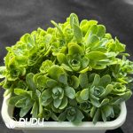 Aeonium Cat Eye Rose Variegated - Image 2