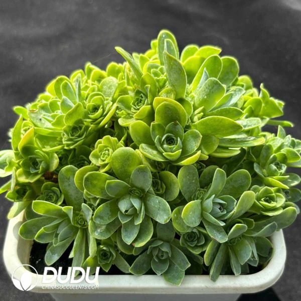 Aeonium Cat Eye Rose Variegated - Image 2