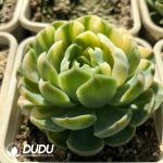 Echeveria Berry Colorful Variegated - Image 2