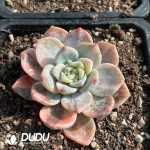 Echeveria Lemon Frost Variegated - Image 2
