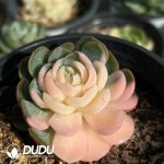 Echeveria Berry Colorful Variegated - Image 2