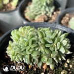 Echeveria Hani Variegated Cristata - Image 2