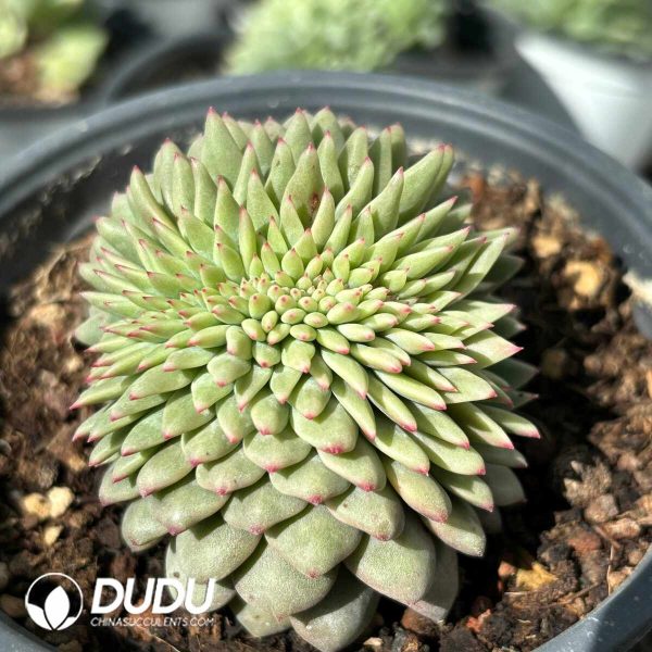 Echeveria Ariel Crested - Image 2