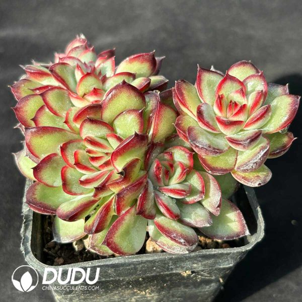 Echeveria Multi-Rosette Cristata - Image 2