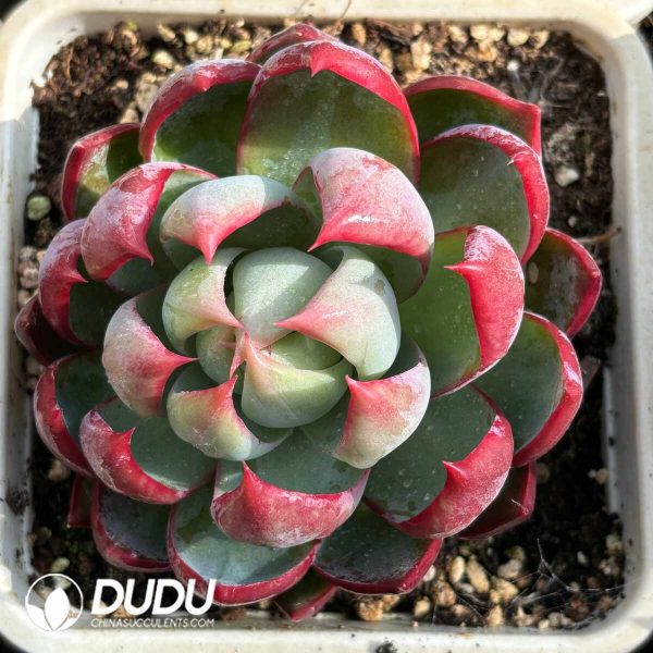 Echeveria Casio - Image 2