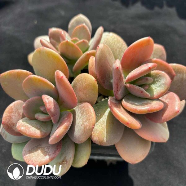Echeveria HT Black Tea Clustering - Image 2