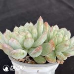 Echeveria Patek Philippe Double Head - Image 2