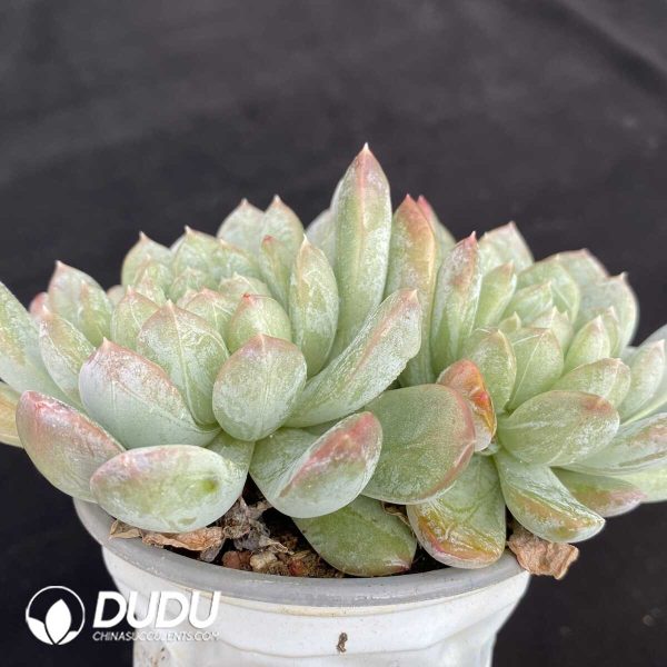 Echeveria Patek Philippe Double Head - Image 2