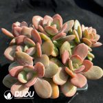 Echeveria HT Black Tea Clustering - Image 2