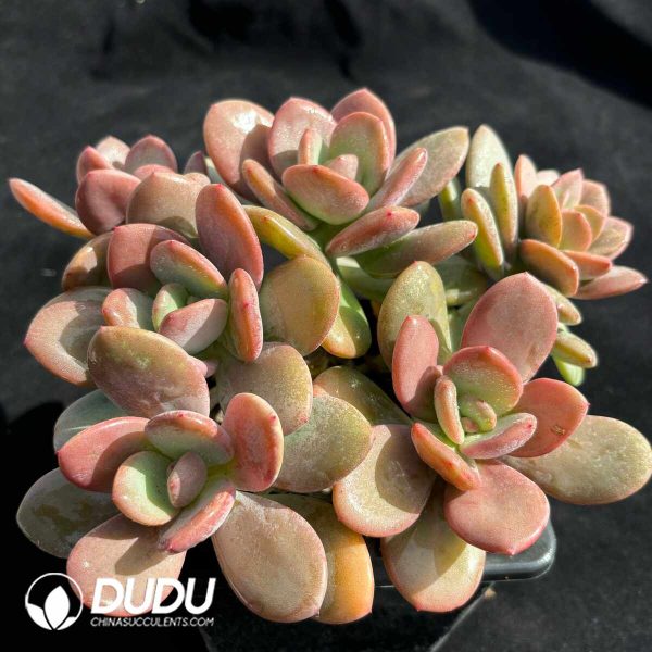Echeveria HT Black Tea Clustering - Image 2