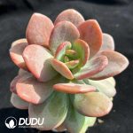 Echeveria HT Black Tea - Image 2
