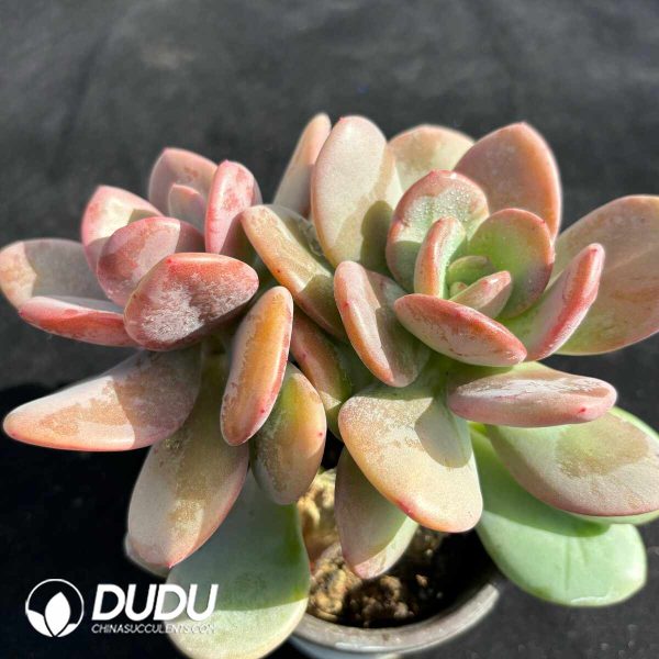 Echeveria HT Black Tea Double Heads - Image 2
