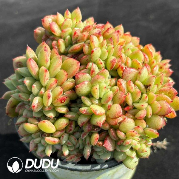 Echeveria Salem Cristata - Image 2