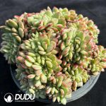 Echeveria Salem Cristata - Image 2