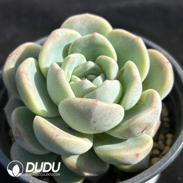 Echeveria Colored Glaze - Image 2