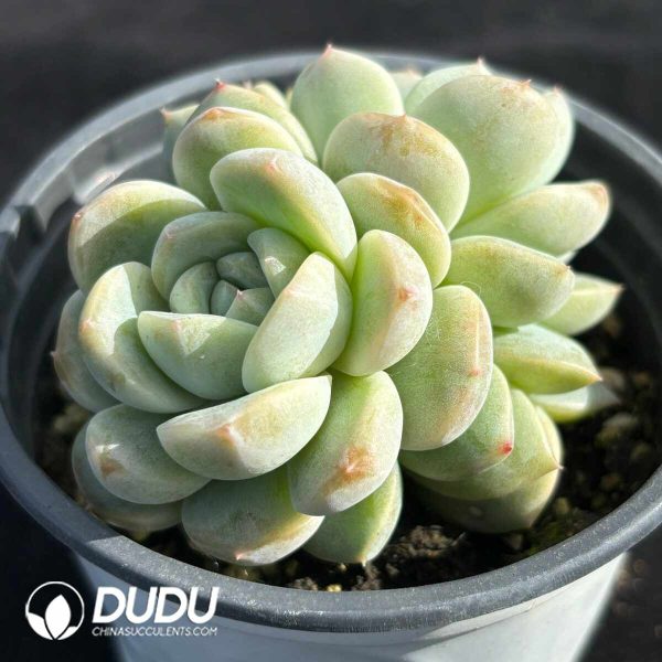 Echeveria Colored Glaze Double Heads - Image 2