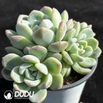 Echeveria Colored Glaze Clustering - Image 2